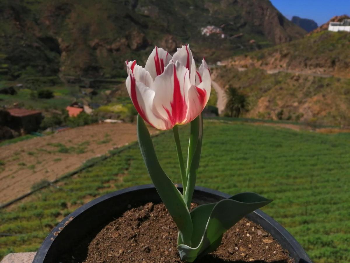 Casa Rural La Solana Villa Tejeda  Luaran gambar